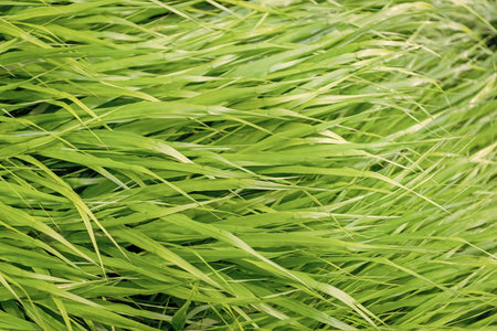 Green nature background. Grassland meadow. Grass background. Nature environment. Green grass lawn....