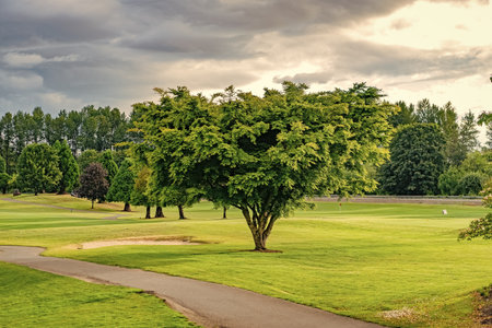 Summer park zone nature. Scenic landscape of woodland. Public park. Nature of forest. Green forest...