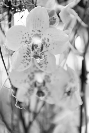 Floral macro photography. Flora and nature closeup. Yellow orchid flower. Floral nature. Orchid flower bright color. Flowering nature. Orchid flower yellow colorの写真素材