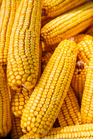 Organic maize vegetable harvest. Corn crop harvest in basket. Yellow ripe harvested corn. Maize crop...