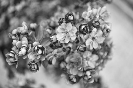 nature photo of seasonal spring sakura bloom. spring sakura in nature. sakura in nature.の写真素材