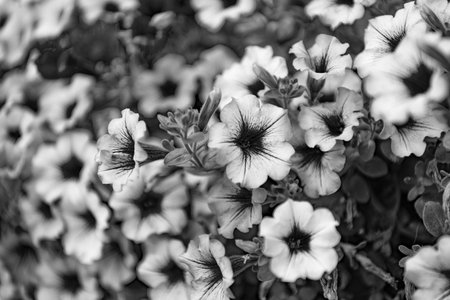 Flowering background. Petunia blossom. Vivid petunia garden flower growing. Petunia flower in nature. Summer nature. Vivid inflorescences of flowering plant. Flower of petunia. Garden bloomsの写真素材