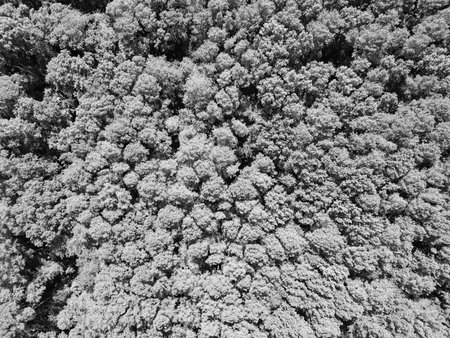 Jungle nature background. Tree growing in lush forest. Nature landscape. Landscape forest in spring. Green forest in summer aerial view. Rainforest ecosystem and healthy environment. Nature reservesの写真素材