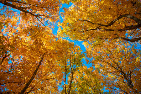 Autumn season. Fall leaves change color. Nature fall weather. Seasonal forest. Natural fallen leaves. Fall tree branches. Autumnal leaves on tree. Autumnal season nature. Bright color fallの写真素材