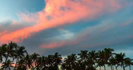 Palm tree. Summer vacation in Miami south beach. Palm tree on sunny day. Tropical beach. Tropical...