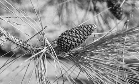 Green fir pine twig. Pine cone on branch with needle. Pine tree branch. Needle of a coniferous tree. Pine pollen. Needle of tree branch and cone spruceの写真素材