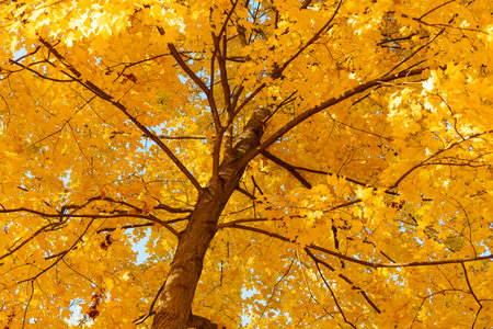 Natural autumn leaves. Autumn beauty of nature. Fall season nature. Fall leaves of yellow tree. Autumn tree change. Nature in fall season. Autumnal sunny day. Seasonal leaves on treeの写真素材