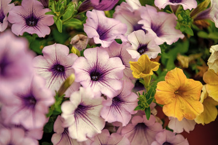 Vivid petunia garden flower growing. Petunia flower in nature. Summer nature. Vivid inflorescences of flowering plant. Flower of petunia. Flowering background. Petunia blossom. Flowering gardenの写真素材