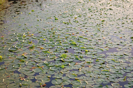 Background of lily pad in pond. Water lily leaves in pond water. Lily pad background. Nature...