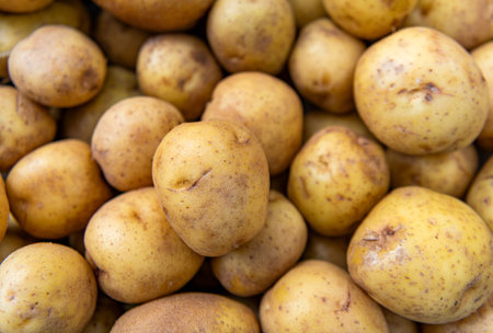 Agriculture and harvesting in farm. Potato crop. Farming harvest background. Organic potato vegetable harvest. Potato crop harvest in farm. Harvested potato. Crop harvestの写真素材