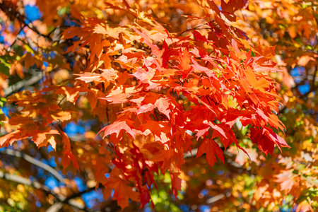 Nature in fall season. Autumnal sunny day. Seasonal leaves on tree. Natural autumn leaves. Autumn...