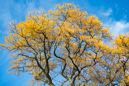 Autumnal sunny day. Seasonal leaves on tree. Natural autumn leaves. Autumn beauty of nature. Fall...