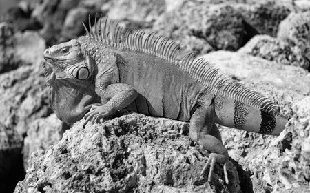 Exotic reptile animal. Wildlife fauna. Wild iguana lizard. Iguana lizard on the stone. Exotic iguana reptile. Tropical reptileの写真素材