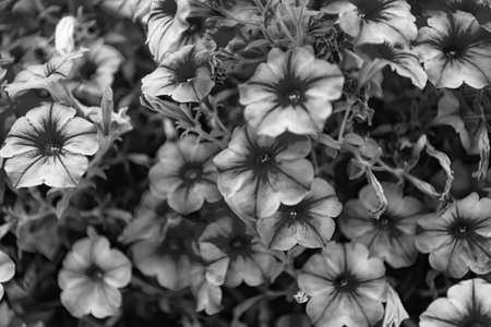 Petunia blossom. Vivid petunia garden flower growing. Petunia flower in nature. Summer nature. Vivid inflorescences of flowering plant. Flower of petunia. Flowering background. Seasonal floraの写真素材
