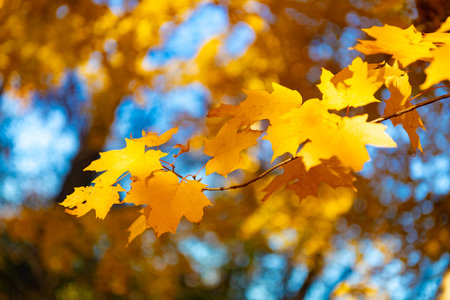 Seasonal leaves on tree. Natural autumn leaves. Autumn beauty of nature. Fall season nature. Fall...