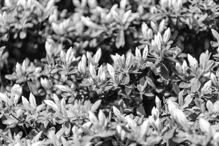 Rhododendron flower plant with green color leaves in nature environmentの写真素材