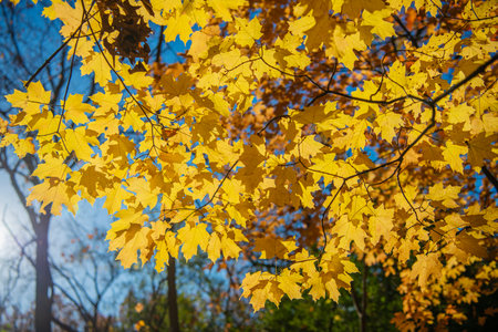Fallen leaves. Autumn nature forest. Orange and yellow fall leaves. Fall season colors. Nature in autumn. Fall weather outdoor. Leaves in autumn nature forest. Brisk walkの写真素材