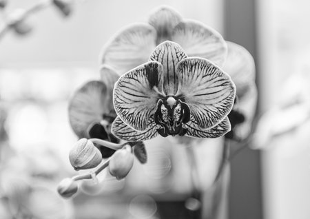 Coral orchid flower. Floral nature. Orchid flower bright color. Flowering nature. Orchid flower coral color. Floral macro photography. Flora and nature closeupの写真素材