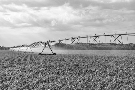 Organic vegetable farm. Water sprinkler irrigating field. Drip irrigation system. Crop irrigation. Agriculture and farming. Irrigation system watering agricultural field in countryside. Fieldworkの写真素材