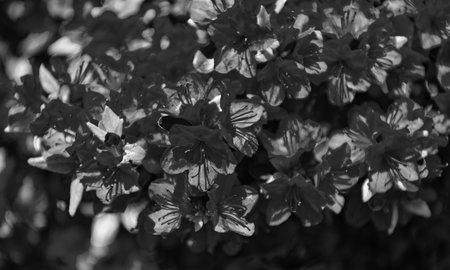 Flora nature. Bright blooming azalea flower in nature. Flowering nature closeup. Macro of flowering azalea plant. Exotic flower. Natural flower plant. Vibrant petalsの写真素材