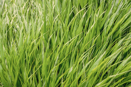 Green grass lawn. Nature with green grassy. Summer meadow with grassy plant. Green nature background. Grassland meadow. Grass background. Nature environmentの写真素材