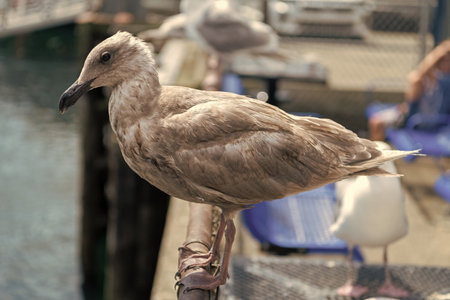 Sea gull bird. Fauna and nature. Seagull bird observing the water. Sea gull with beak and feather. Seagull sitting outdoor. A lonely seagull at the sea. Seagull near water. Nature of birdsの写真素材