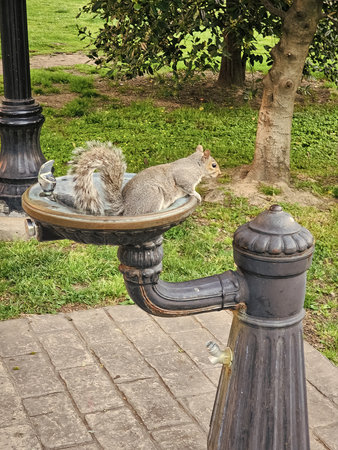 Gopher or squirrel rodent sitting at street drinking water fountain outdoorの写真素材