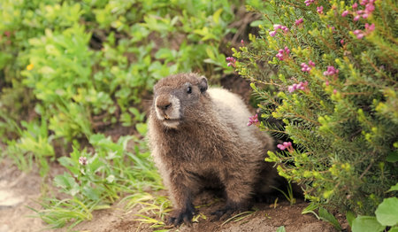 Wild animal in nature. Groundhog on the ground. Rodent animal woodchuck. Rodent marmot animal. Wildlife nature. Marmot capybara. Marmot wild groundhog. Woodchuck rodent. Capybara outdoor. Wild marmotの写真素材