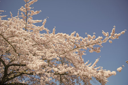 Beautiful pink spring Sakura flower on a tree. Sakura tree in bloom in spring. Beautiful spring season. Sakura tree blossom. Spring nature.の写真素材