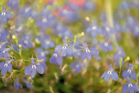 Lobelia flower. Flowering lobelia in macro, selective focus. Outdoor flowering plant. Blue lobelia flower. Natural flower plant. Flora nature. Blue flower background. Floral lobelia blue backgroundの写真素材