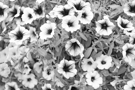 Petunia flower in nature. Summer nature. Vivid inflorescences of flowering plant. Flower of petunia. Flowering background. Petunia blossom. Vivid petunia garden flower growing. Fragrant bouquetの写真素材
