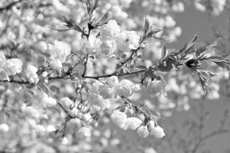 seasonal sakura tree flower blooming nature background in spring