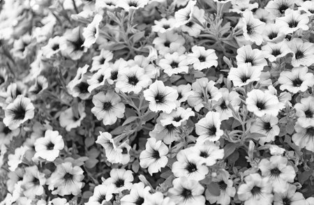 Petunia blossom. Vivid petunia garden flower growing. Petunia flower in nature. Summer nature. Vivid inflorescences of flowering plant. Flower of petunia. Flowering backgroundの写真素材