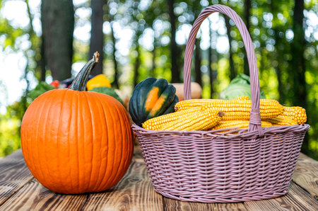 Pumpkin and maize. Autumn vegetable harvest. Harvesting in countryside. Healthy farming and harvesting. Vitamin harvest. Basket full of vegetable. Healthy food and diet. Dieting with organic harvestの写真素材