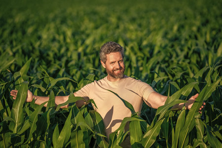 Agricultural cornfield harvest season. Rural farming. Man harvesting at crop field. Harvest man at field. Faming and agriculture. Farmer man in cornfield. Harvest crop. Cornfield farmerの写真素材