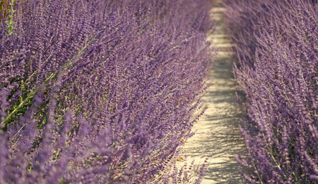 Blooming flower field. Field of lavender. Lavender flower in summer. France Provence field. Purple lavender bloom in nature. Composition of nature. Summer blooming flower. Blooming lavender fieldの写真素材