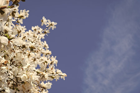 Magnolia tree with blooming flower. Beautiful spring season. Magnolia tree blossom. Beautiful pink...
