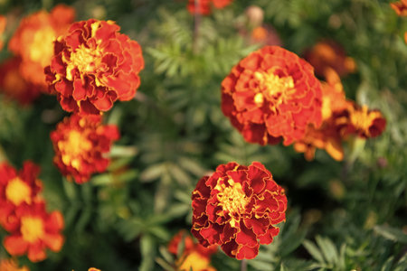 Flowering marigold in nature. Macro of flowering marigold. Orange tagetes flower. Natural flower...