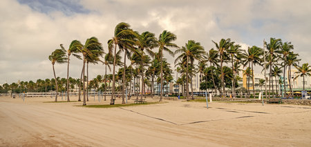 Tropical summer vacation. Exotic nature. Palm tree. Summer vacation in Miami south beach. Palm tree of California. Tropical beach in Miami. Tropical outdoor scene with palm tree. Towering palm canopyの写真素材