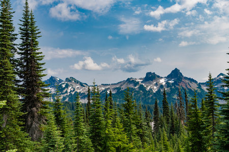 Green forest wood landscape in mountain. Nature of mixed forest. Landscape of scenery nature. Scenic landscape woodland. Hill landscape with forest. Nature mountain forest. Whispering pine treesの写真素材