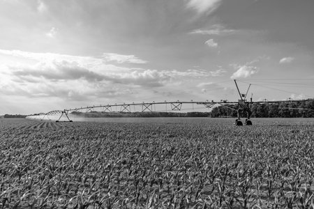 Crop irrigation. Agriculture and farming. Irrigation system watering agricultural field in countryside. Organic vegetable farm. Water sprinkler irrigating field. Drip irrigation system. Seasonal cropの写真素材