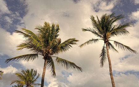 Tropical outdoor scene with palm tree. Tropical summer vacation. Exotic nature. Palm tree. Summer vacation in Miami south beach. Palm tree of California. Tropical beach in Miami. Palm fringed beachの写真素材