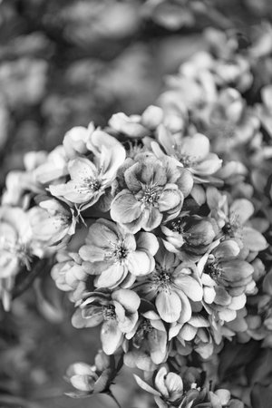 selective focus of floral sakura blossom. floral sakura blooming on branch.の写真素材