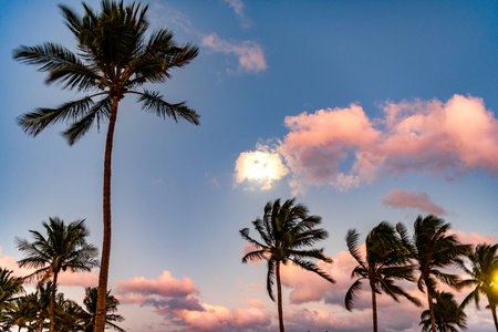 Summer sunset with palm tree silhouette. Exotic nature. Palm tree. Summer vacation. Palm tree on sunny day. Tropical beach.の写真素材