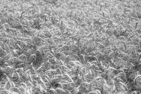 Field on an agriculture farm. Farming. Crop field. Seed ripe nature background. Golden crop and ear of wheat. Farmland with field of rye in summer. Agriculture wheat field. Late harvestの写真素材