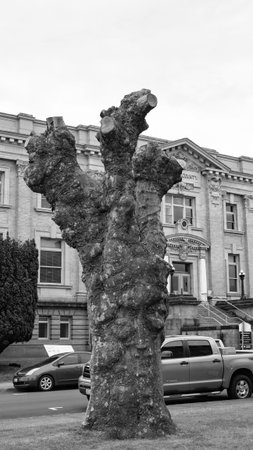 Astoria, Oregon, USA - May 21, 2019: Tree pruning outdoor. Tree bark or trunk of pruned plant. Pruning and gardening. Tree pruning. Pruned tree without branches in the park streetのeditorial素材