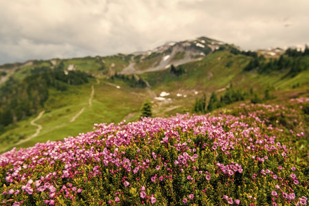 Mountain heather blossom. Pink mountain heather meadow flower. Meadow with wildflower of mountain heather flower in nature. Summer nature. Flowering plant. Flower of phyllodoce empetriformisの写真素材