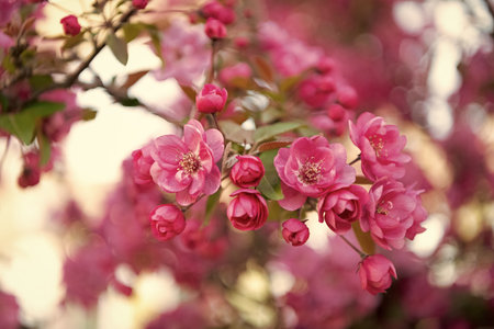 macro photo of spring sakura bloom. spring sakura bloom. spring sakura bloom