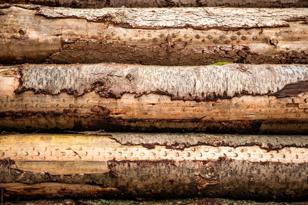 Background of stack wood log. Pile of wood log ready for winter. Wooden stumps. Firewood stacked in...