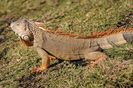 Iguana lizard in tropical jungle. Wild iguana lizard. Exotic iguana reptile. Exotic reptile animal....
